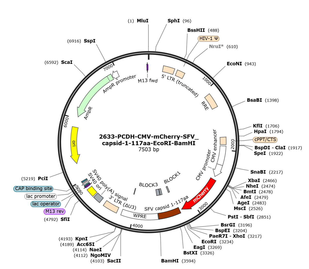 pCDH-CMV-mCherry-SFV capsid-1-117aa载体图谱.png